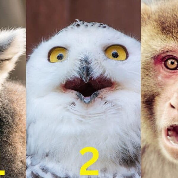 Tes kepribadian: kagumi diri Anda dengan 3 hewan dalam gambar untuk mengetahui kemampuan Anda menangani hal-hal yang tidak terduga!