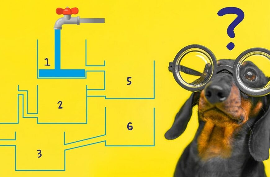 Uji IQ jenius Anda: tantangan air hewan selama 4 detik